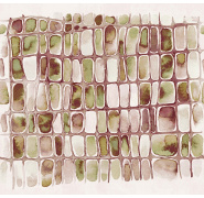 salinaelm-2_0x950