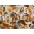 achariusrust-2_0x950